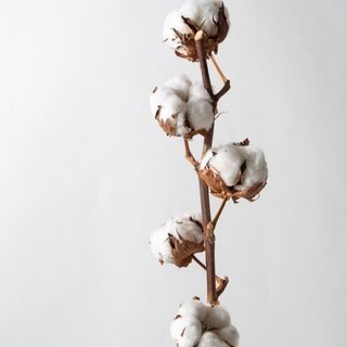 Cotton