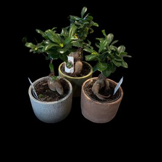 Bonsai Gift