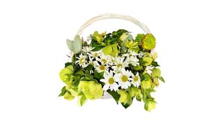 გვირილა მინდვრებში