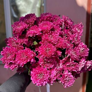 9 гілок малинової зембли