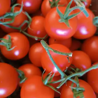 Pomodoro grappolo