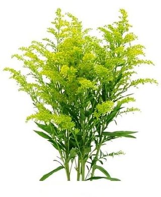 Solidago
