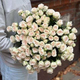 Кущова троянда «Софі»