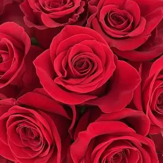 10 rose rosse cm 50 locali