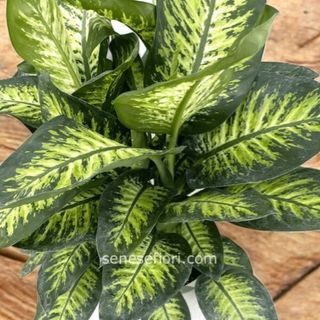 Pianta Dieffenbachia Tropic misura grande