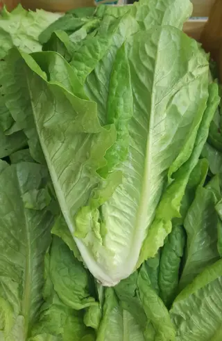 Lattuga nostrale al pezzo 