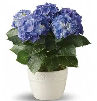 Hortensie la ghiveci