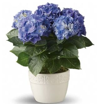 Hortensie la ghiveci