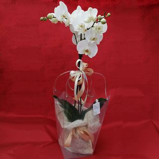 Pianta orchidea Phalaenopsis