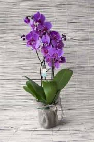 Phalenopsis confezionato