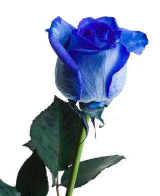 Una Rosa natural azul y jarron