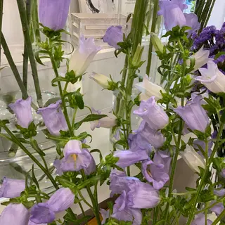 Campanula Lavanda ( 5 tallos )