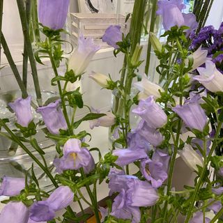 Campanula Lavanda ( 5 tallos )
