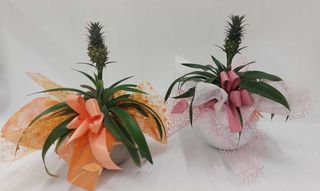 Pianta di ananas con ceramica