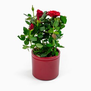 Mini Roseira (Cor Variável)