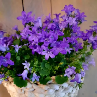 Campanula w ozdobnej osłonce ceramicznej