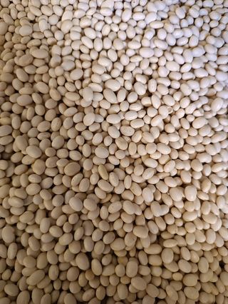 Fagioli tondini 1 kg