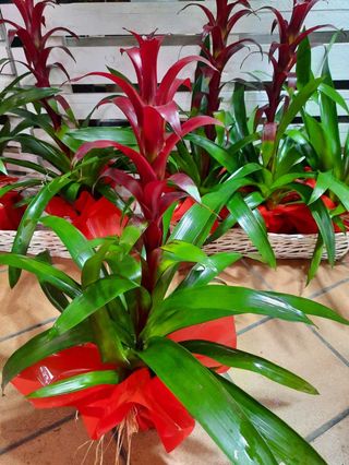 Guzmania