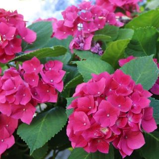 Pianta ortensia