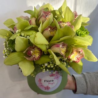 ორქიდეები