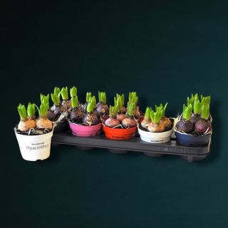 Ghiveci cu 3 bulbi zambile Olanda