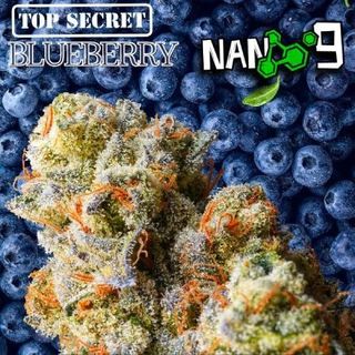 Cogollo de Flor Nano 9 x Top Secret Blueberry CBD al 67%- 1 GRAMO