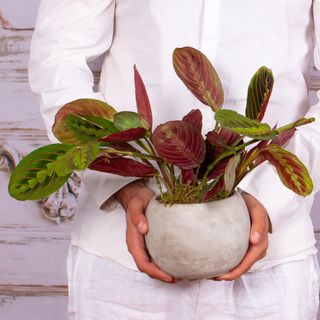 Terariu in vas ceramic cu maranta