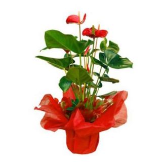 Anthurium 