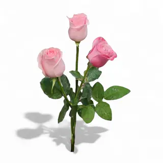 Rosa rosa
