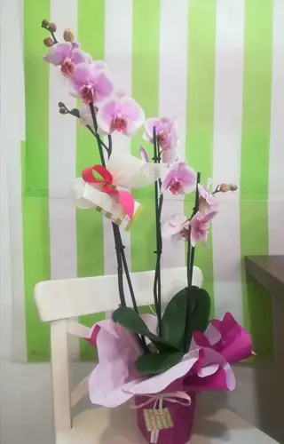 Orquídea