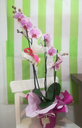 Orquídea