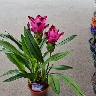 Curcuma