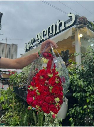 ჰოლანდიური ქრიზანთემა-გვირილა