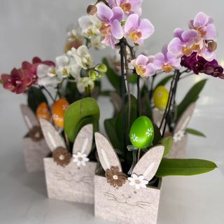 Especial Páscoa - Orquídea Phalaenopsis Mini