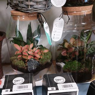 Piante grasse in vaso decorativo  bellissimo durano tantissimo