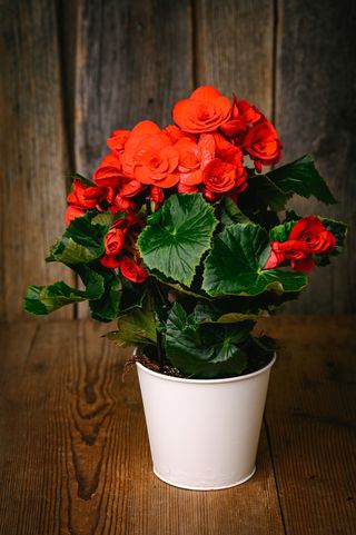 Червена бегония