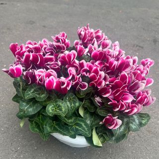 Ciclamino con ciotola