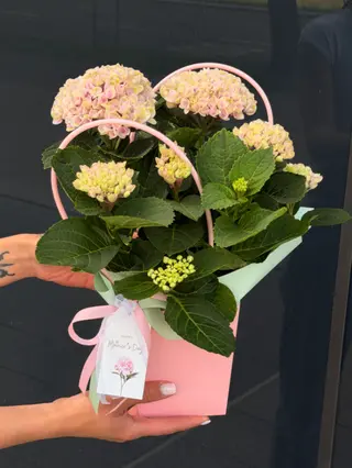 Hortensja PINK w torebce
