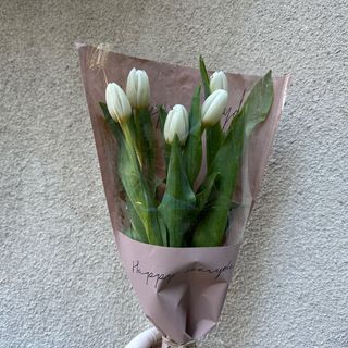 თეთრი ჰოლანდიური ტიტა