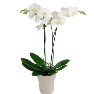 Phalaenopsis Blanca Con Papel Y Lazo
