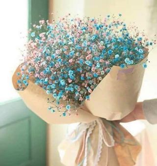 ფერადი გიფსოფილა