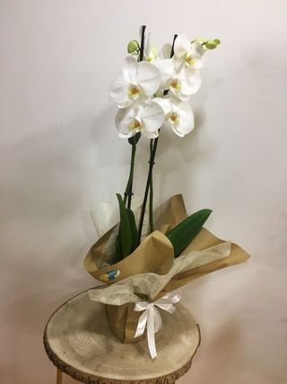 Vaso Phalaenopsis
