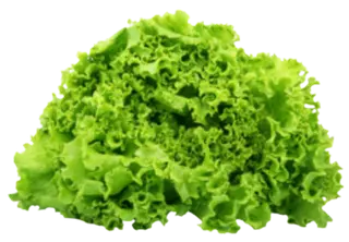 Escarolas Peso Estimado 750 Gr.