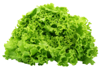 Escarolas Peso Estimado 750 Gr.