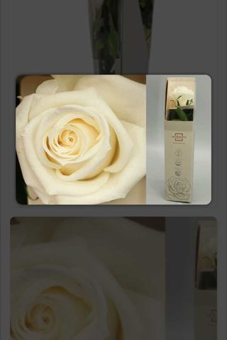 Rosa Eterna Crema 