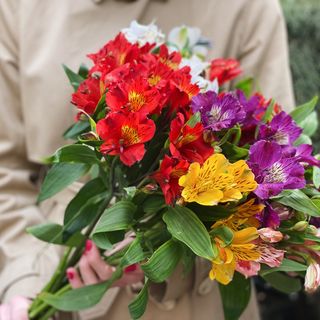 ფერადი ალსტრომერია (10 ტოტი)