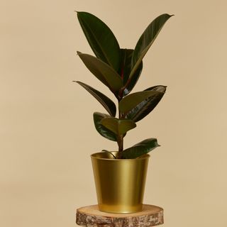 Planta Ficus Elastica