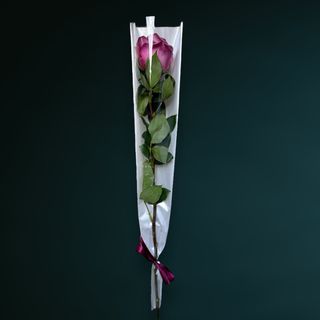 Trandafir Mov Ambalat