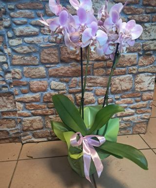 Storczyk z dekoracją doniczki