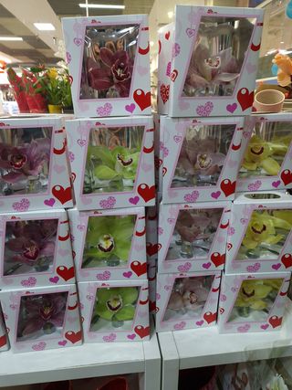 Orhidee cymbidium in cutie cadou